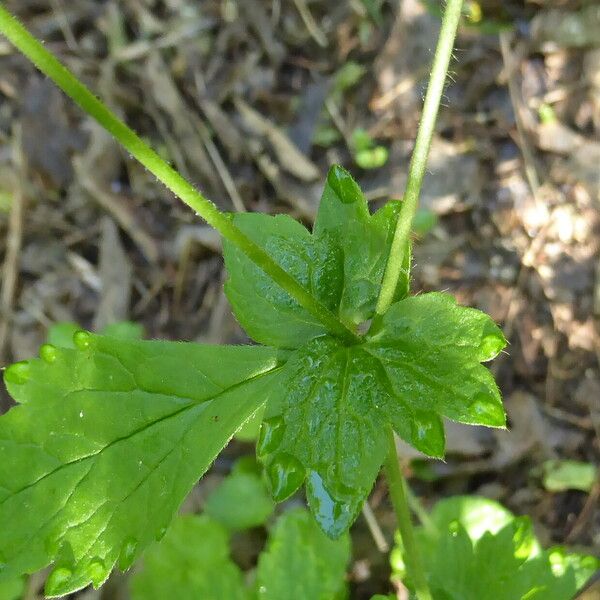 Geum urbanum 葉