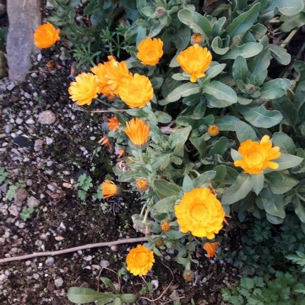 Calendula officinalis ফুল