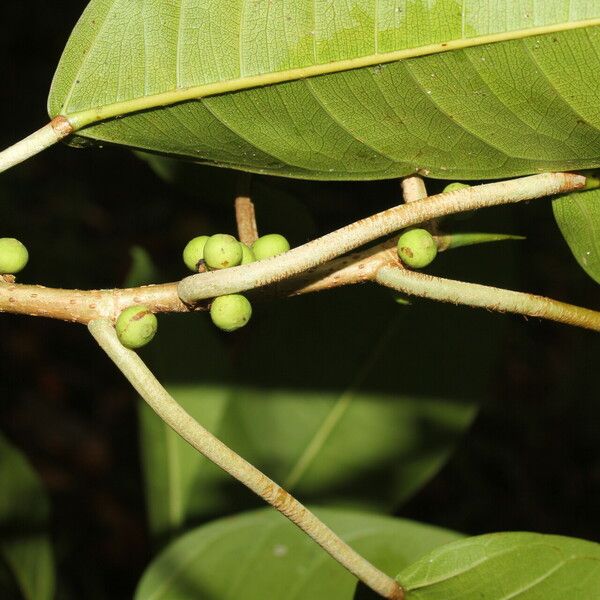 Ficus citrifolia Кора