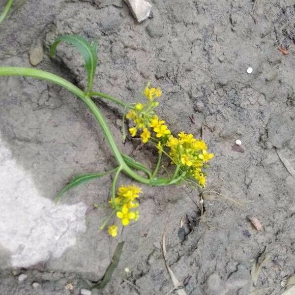 Rorippa amphibia Flower