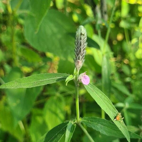 Rungia repens Flower