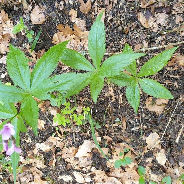 Cardamine pentaphyllos Frunză