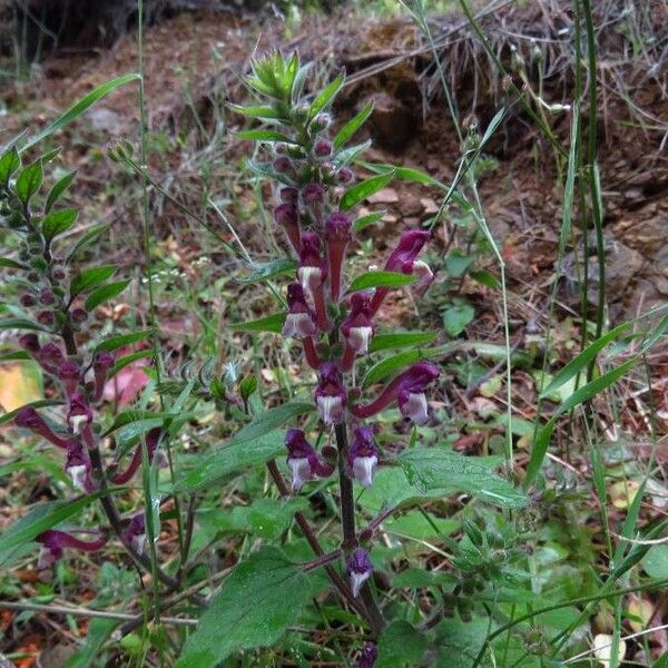 Scutellaria columnae പുഷ്പം