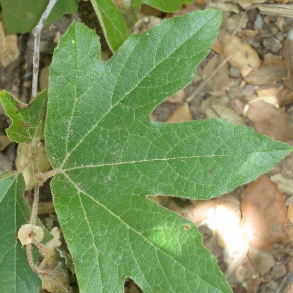 Platanus racemosa Leaf