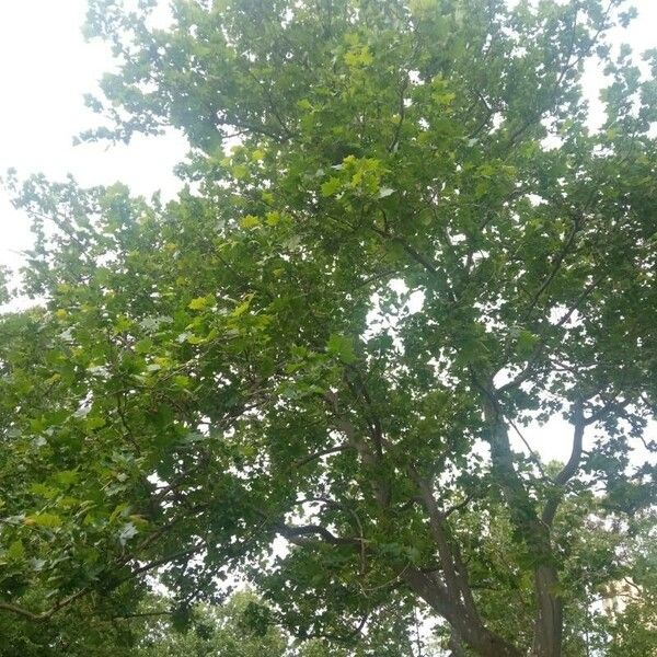 Platanus orientalis Folha