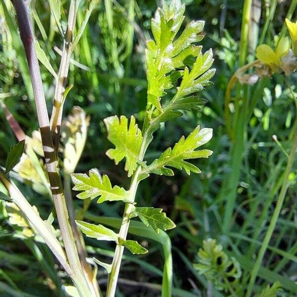 Bunias erucago Blad