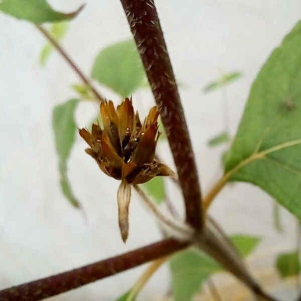 Blainvillea acmella Fruit