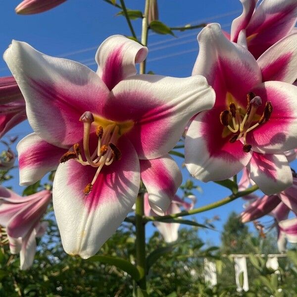 Lilium regale ফুল