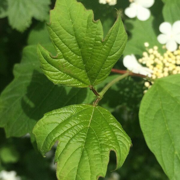 Viburnum sargentii Feuille