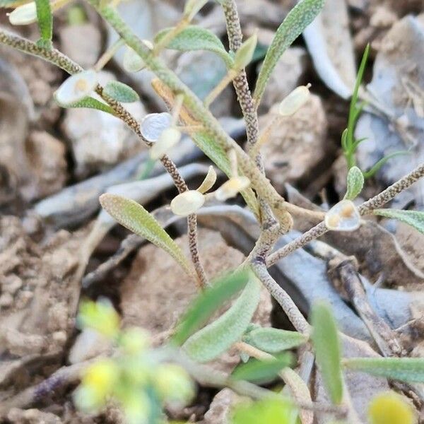 Alyssum linifolium Kůra