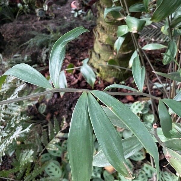 Ceratozamia hildae Leaf