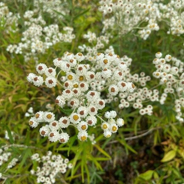 Anaphalis margaritacea Cvet