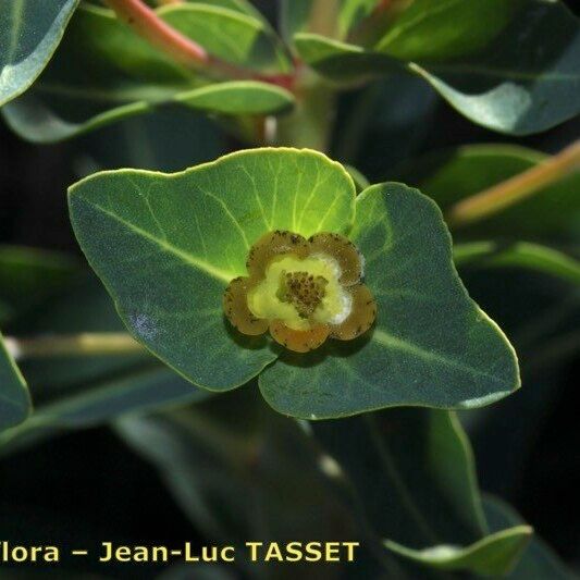 Euphorbia isatidifolia Кветка