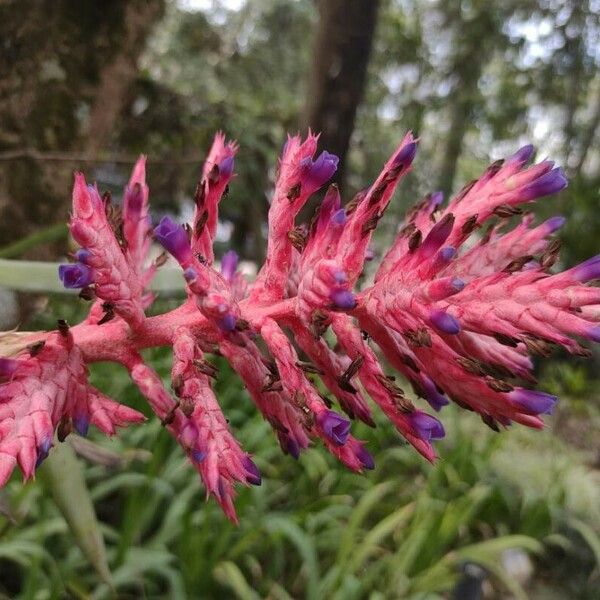 Aechmea distichantha Λουλούδι