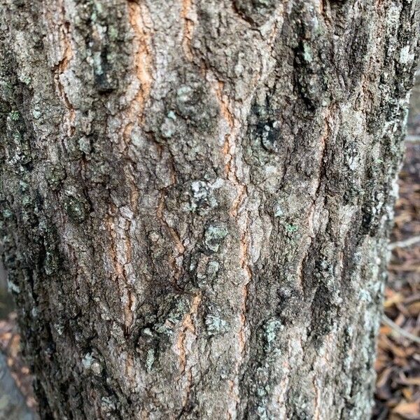 Quercus phellos Écorce