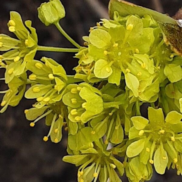 Acer platanoides Цветок