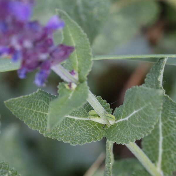 Salvia deserta Leaf