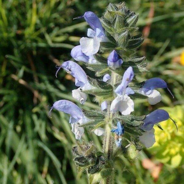 Salvia verbenaca Květ