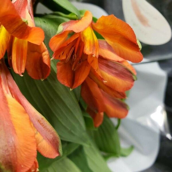 Alstroemeria spp. Fleur