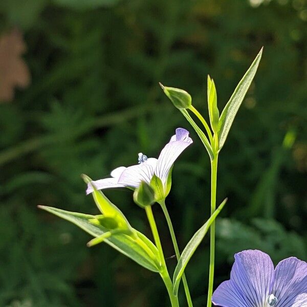 Linum bienne Blomma