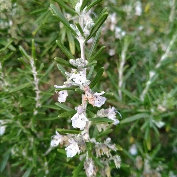 Salvia rosmarinus Лист