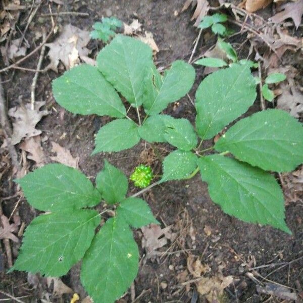 Panax quinquefolius Fulla