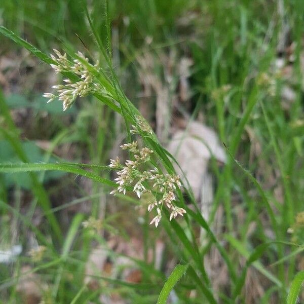 Luzula sylvatica Blüte