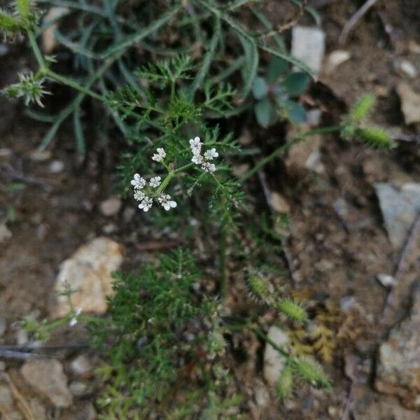 Caucalis platycarpos Blomma