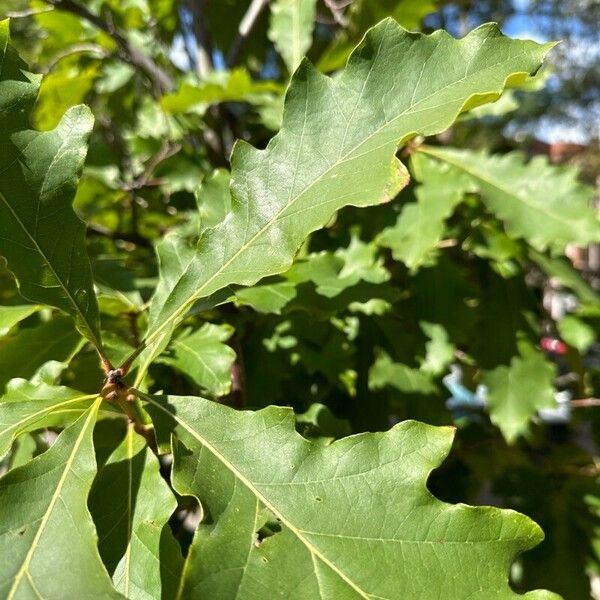 Quercus bicolor পাতা