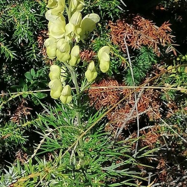 Aconitum anthora 花