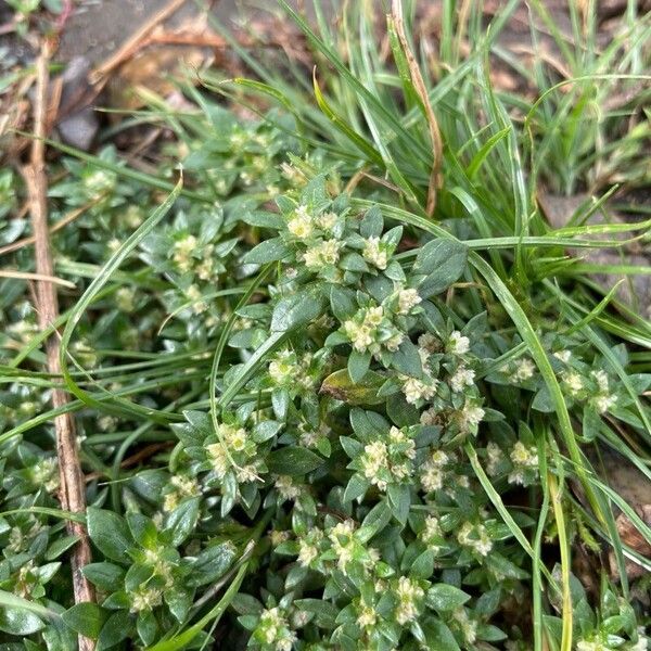 Guilleminea densa Flower