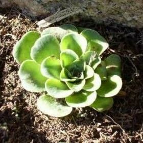 Aeonium diplocyclum Vivejo