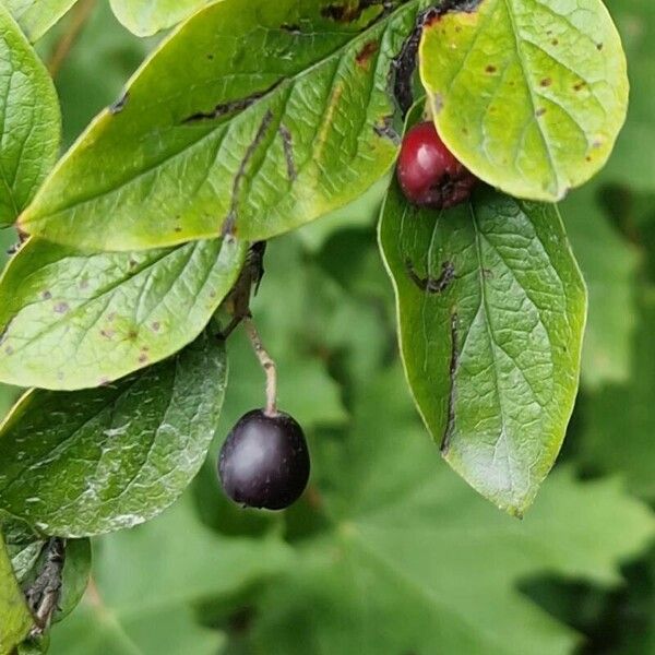 Cotoneaster acutifolius Fruit