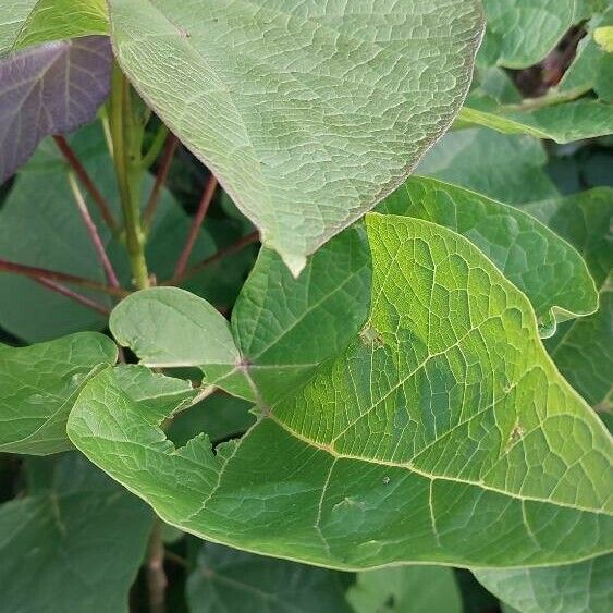 Aristolochia macrophylla Лист