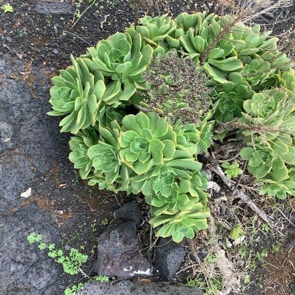 Aeonium lancerottense Blad