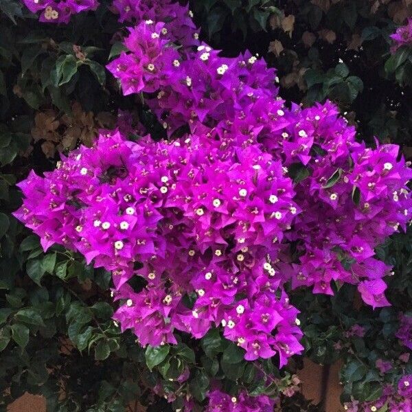 Bougainvillea spectabilis Flower