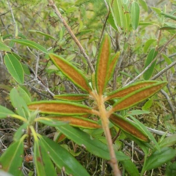 Ledum palustre Leaf