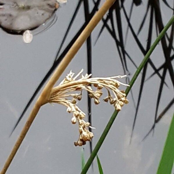 Juncus effusus Плід