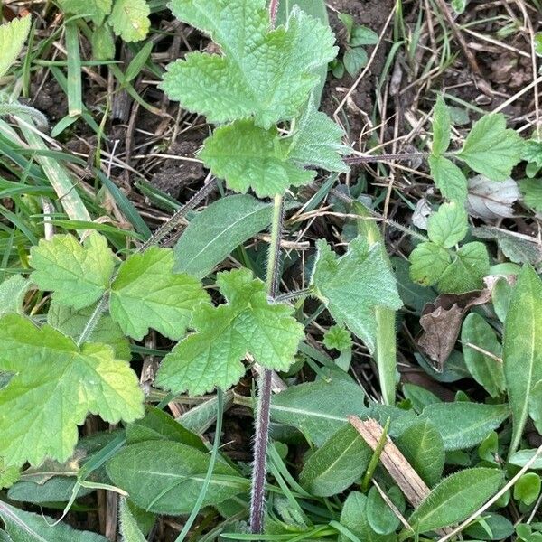 Heracleum sibiricum Folla