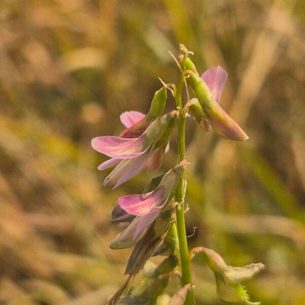 Astragalus atropilosulus Flors