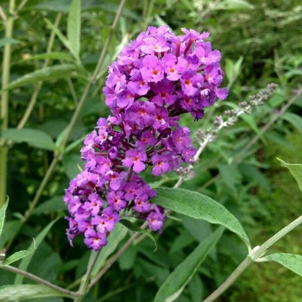 Buddleja davidii Kukka