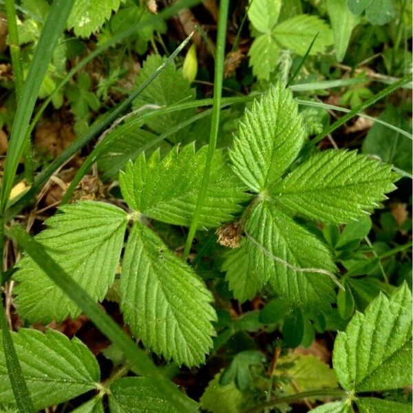 Fragaria vesca পাতা