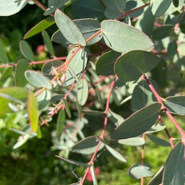 Eucalyptus parvula Fuelha