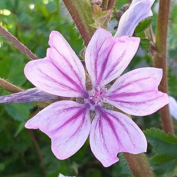 Malva sylvestris Fleur