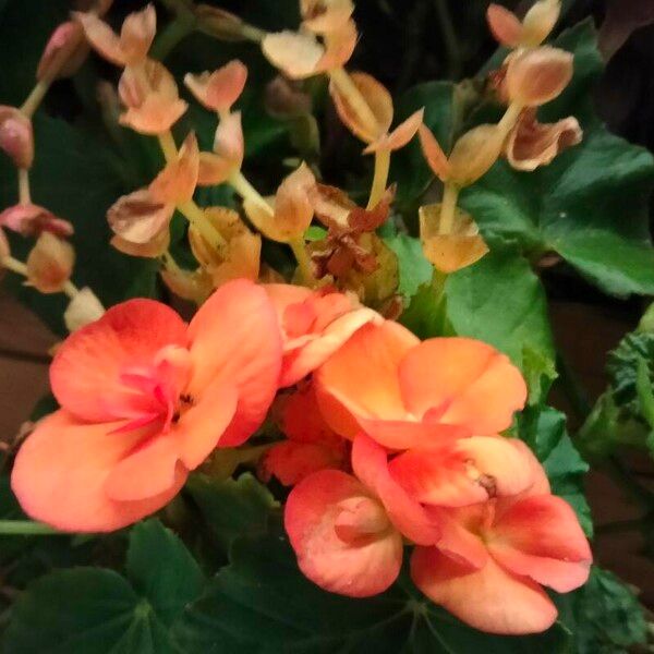 Begonia spp. Blomma