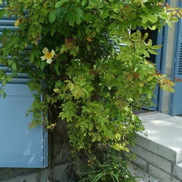 Rosa bracteata (Macartney rose)