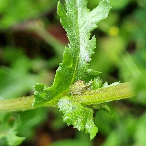 Senecio lividus Φύλλο