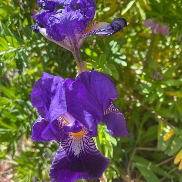 Iris sibirica Blomst