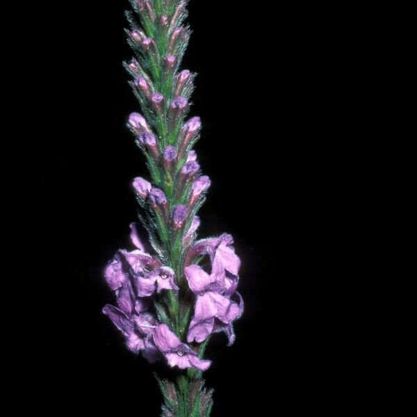 Verbena hastata Flower