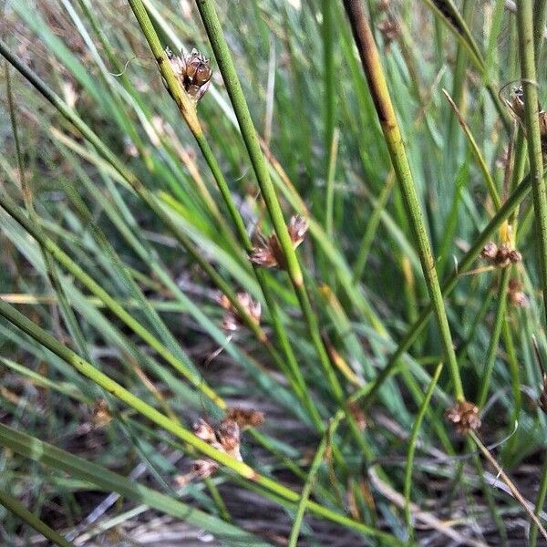 Juncus filiformis Flor